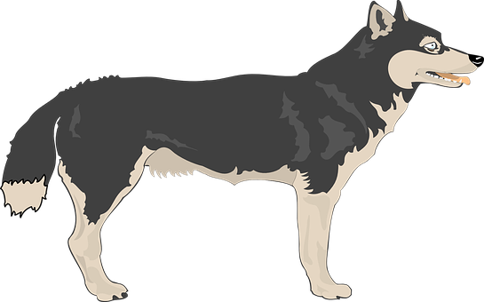 Alert Black Wolf Illustration PNG with transparent background