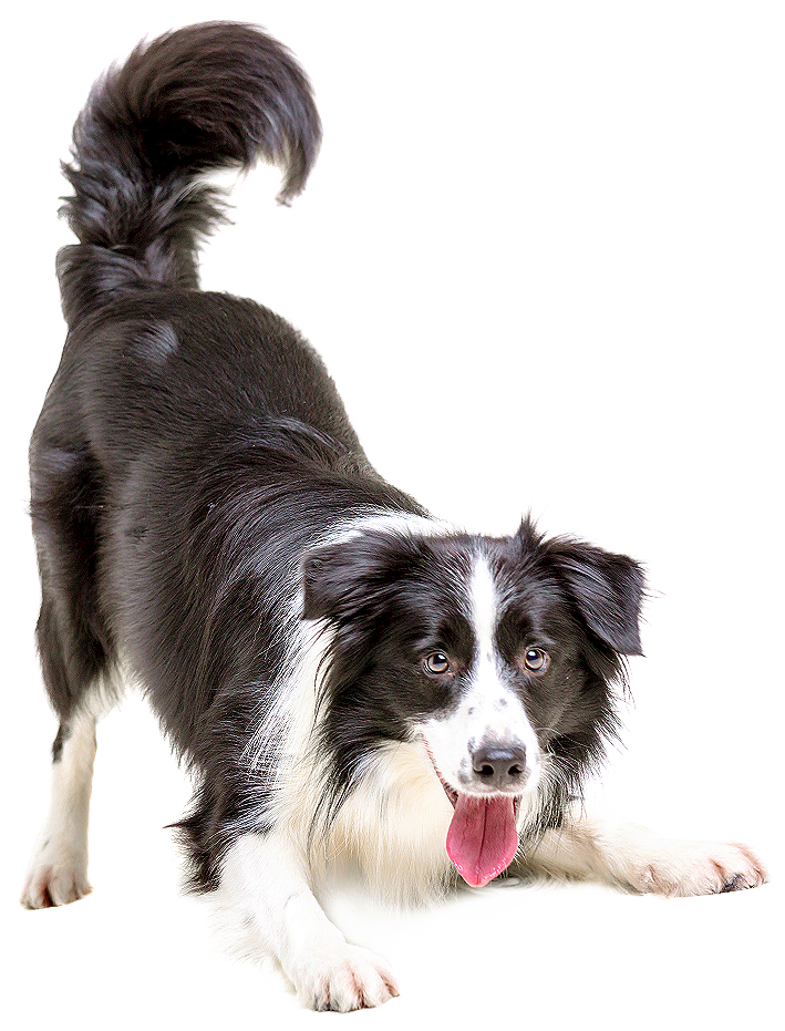 Alert Border Collie Dog