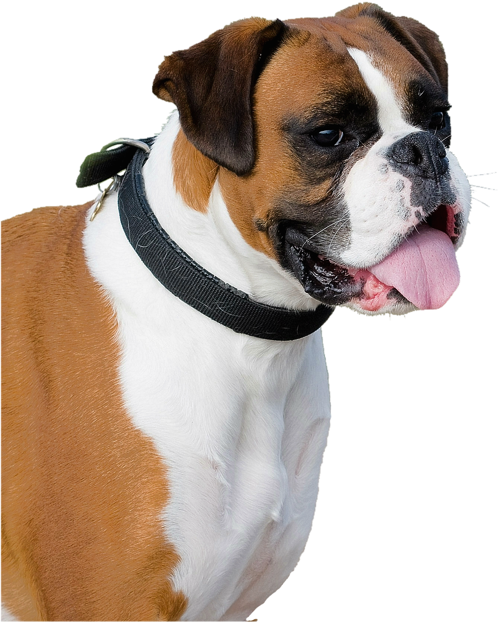 Alert Boxer Dog Profile