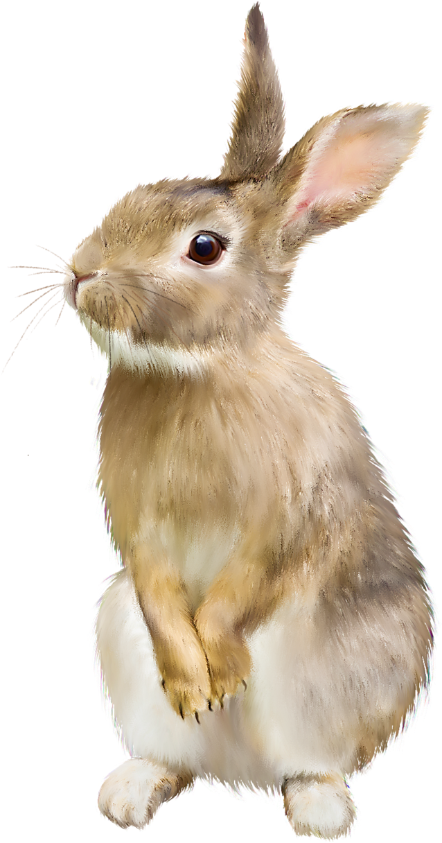 Alert Brown Rabbit Illustration.png