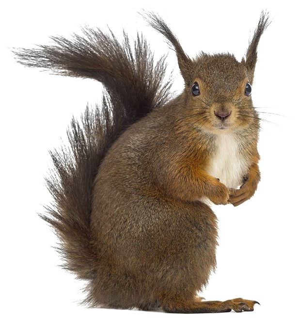 Alert Brown Squirrel PNG with transparent background