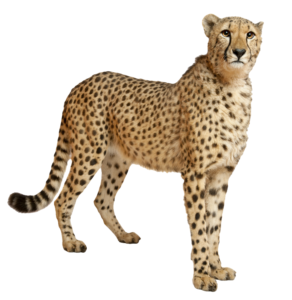 Alert Cheetah Standing