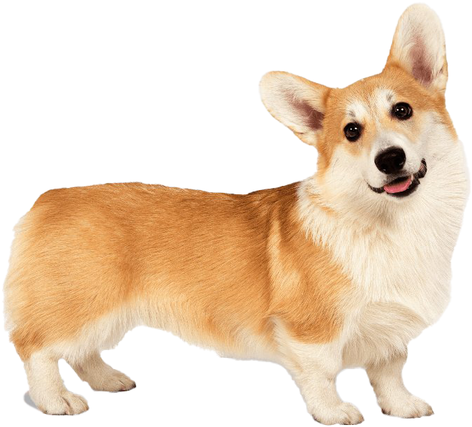 Alert Corgi Standing Transparent Background