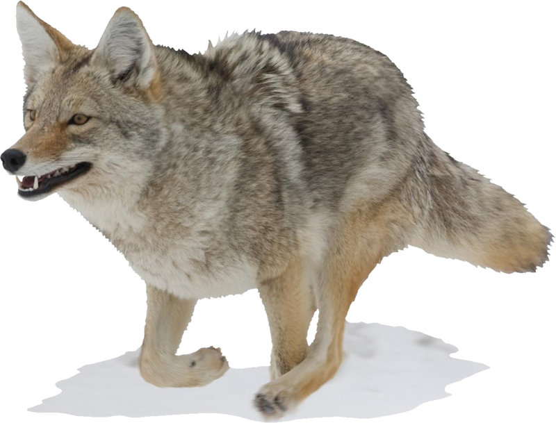 Alert Coyote Standing Transparent Background