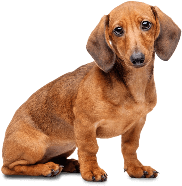 Alert Dachshund Pose