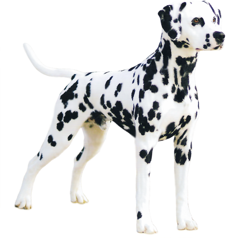 Alert Dalmatian Dog Standing