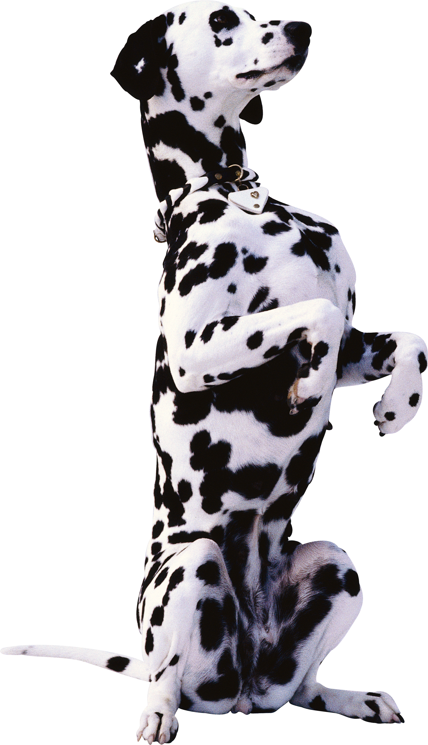 Alert Dalmatian Sitting Pose