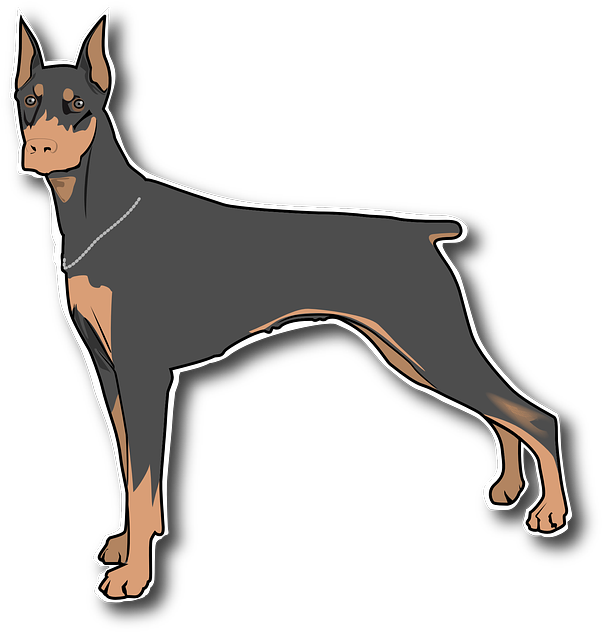 Alert Doberman Pinscher Illustration