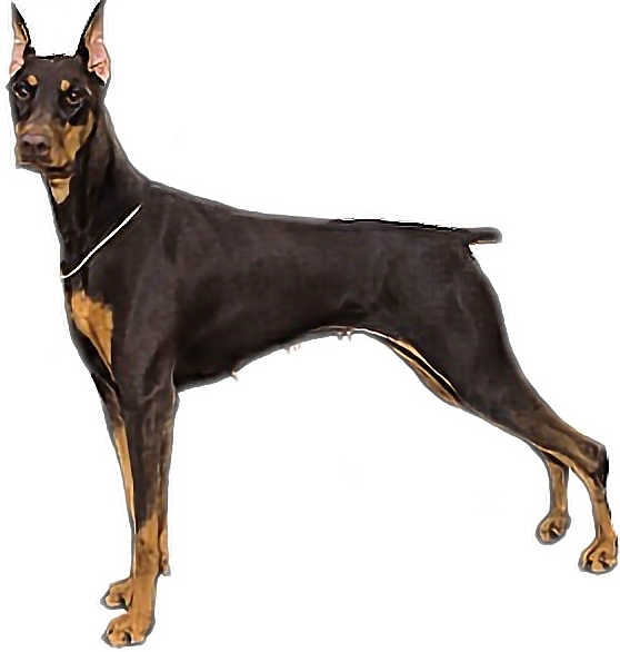 Alert Doberman Pinscher Standing