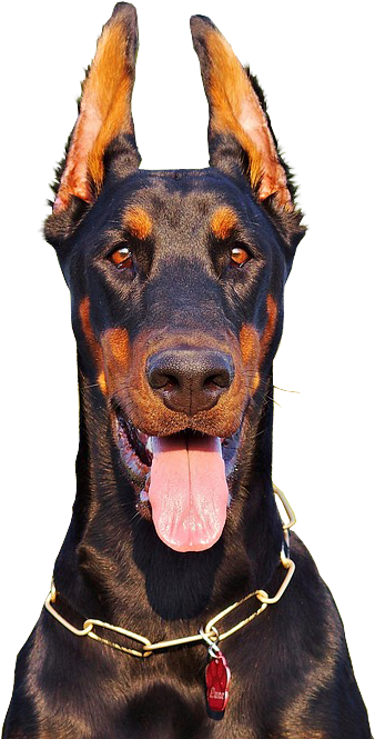 Alert Doberman Portrait