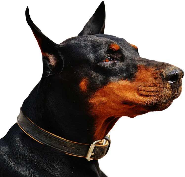 Alert Doberman Portrait