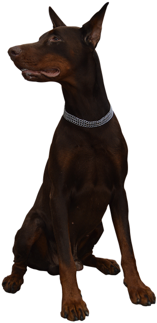 Alert Doberman Pose