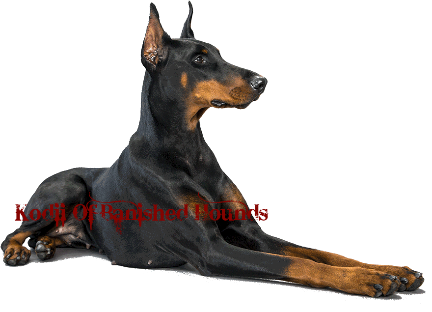 Alert Doberman Pose