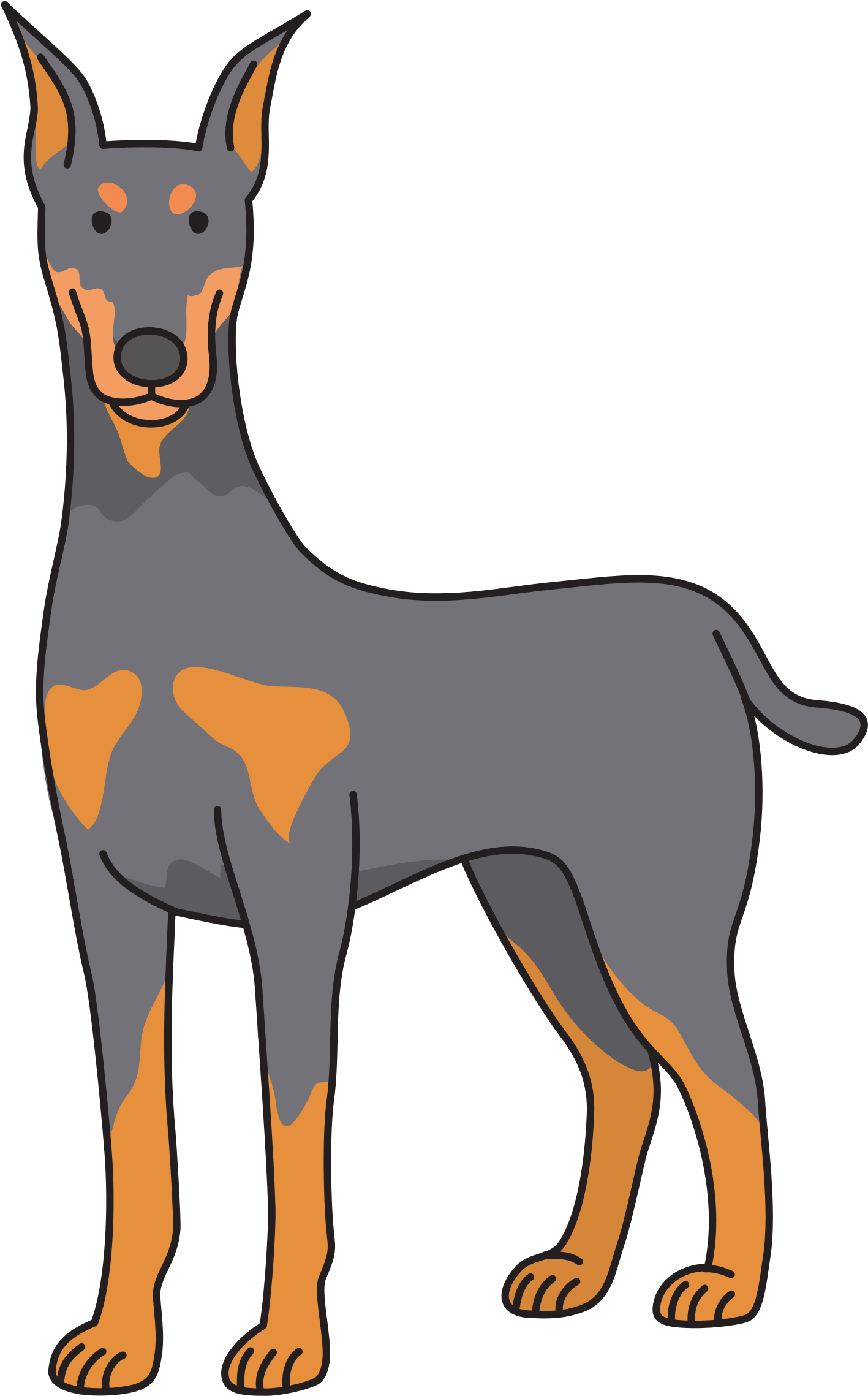 Alert Doberman Standing Illustration