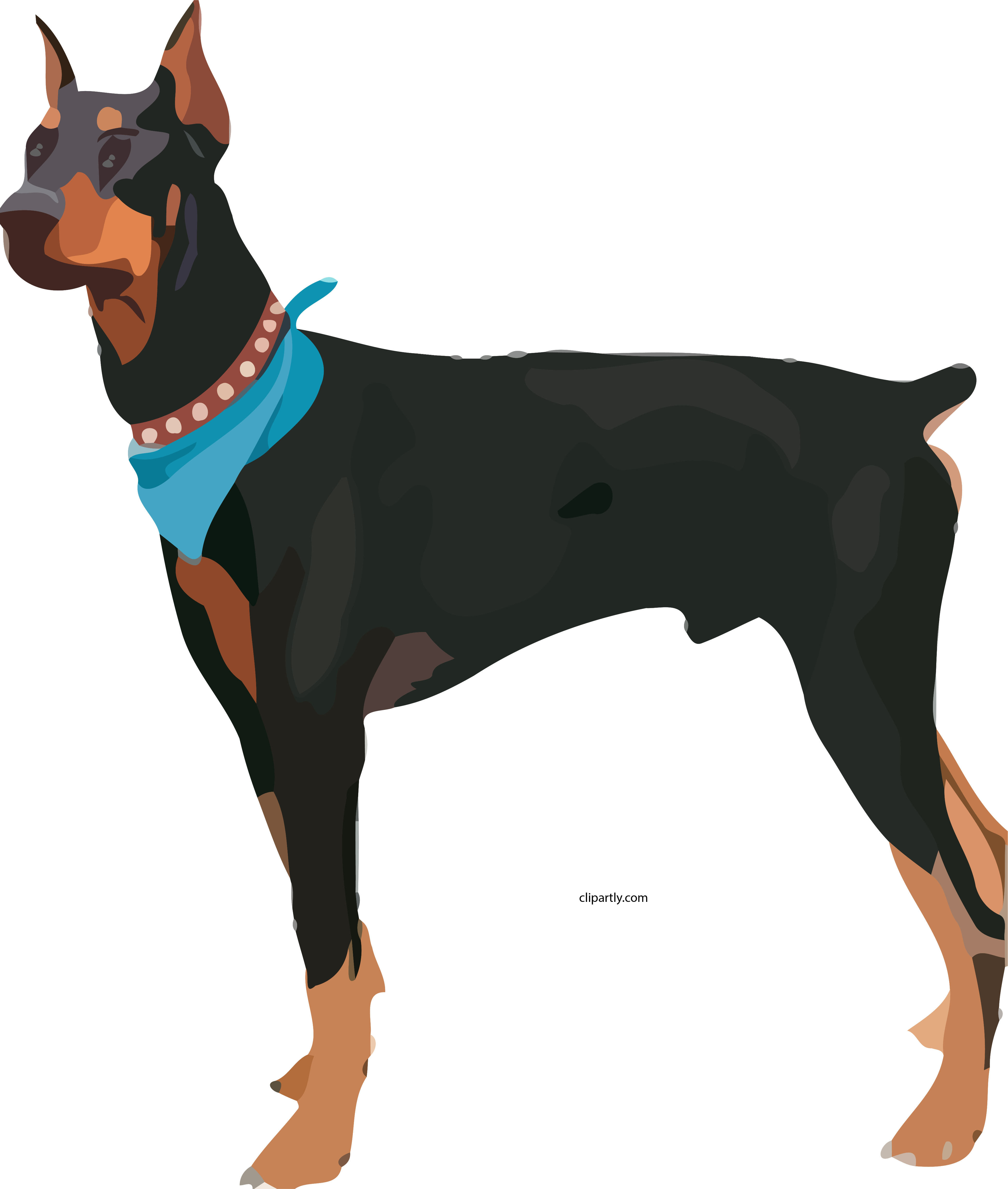 Alert Doberman Standing Vector