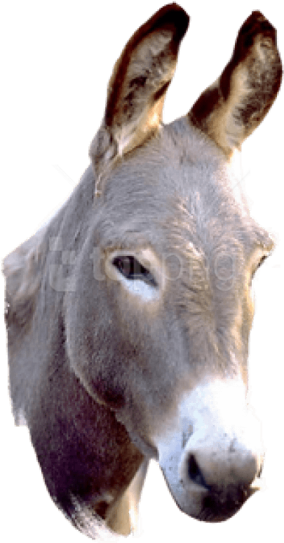 Donkey Png Picture - Donkey Png, Transparent Png PNG with transparent background