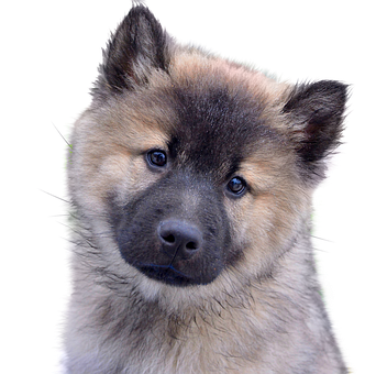 Alert Eurasian Puppy Portrait PNG with transparent background