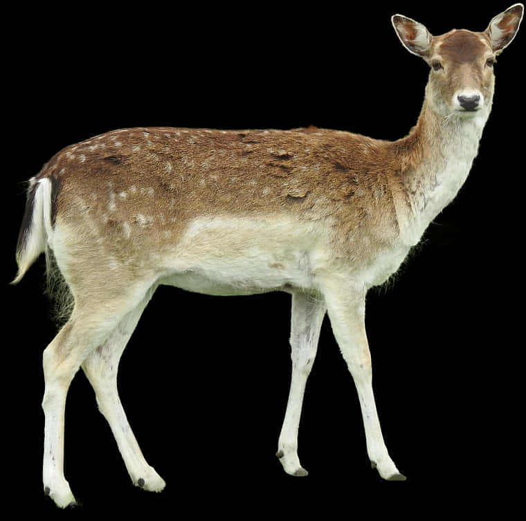 Alert Fallow Deer On Black Background