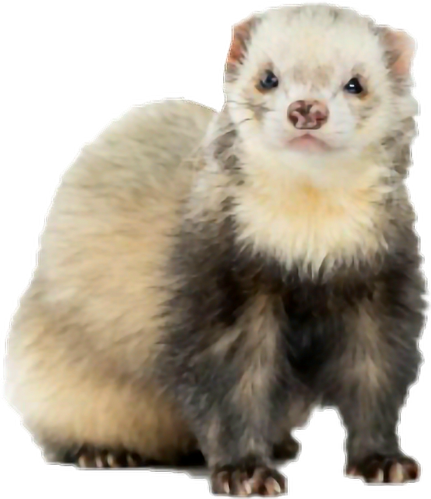 Alert Ferret Standing