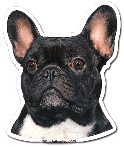 Alert French Bulldog Portrait PNG with transparent background