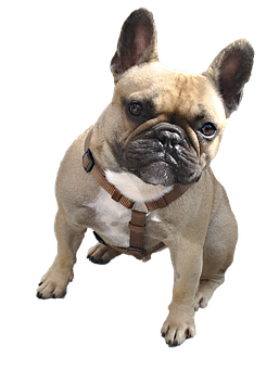 Alert French Bulldog Portrait PNG with transparent background