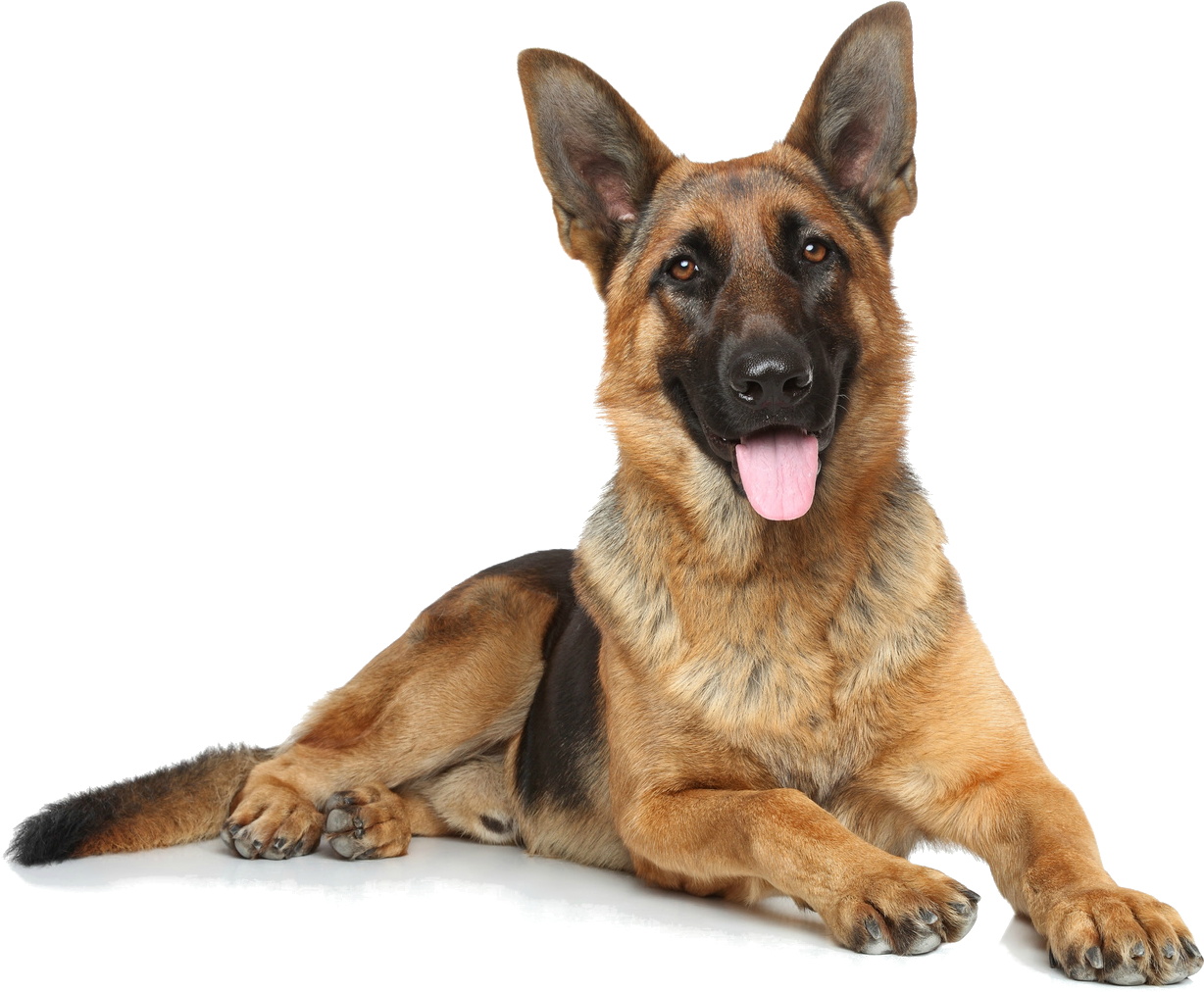 Alert German Shepherd Dog Lying Down.png