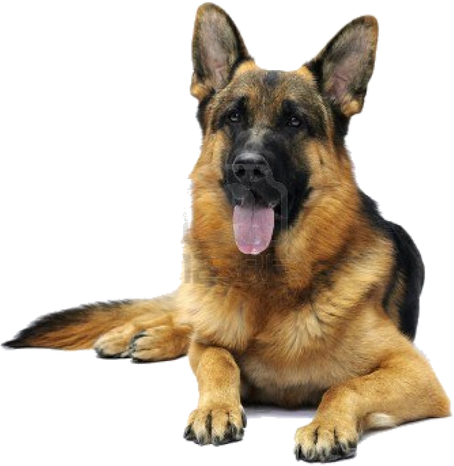 German Shepherd White Background, HD Png Download PNG with transparent background