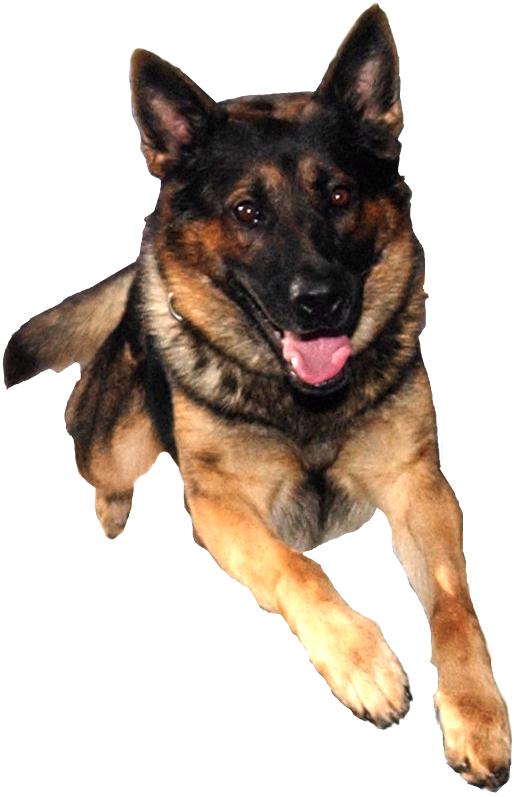 German Shepherd Png - German Shepherd No Background, Transparent Png PNG with transparent background