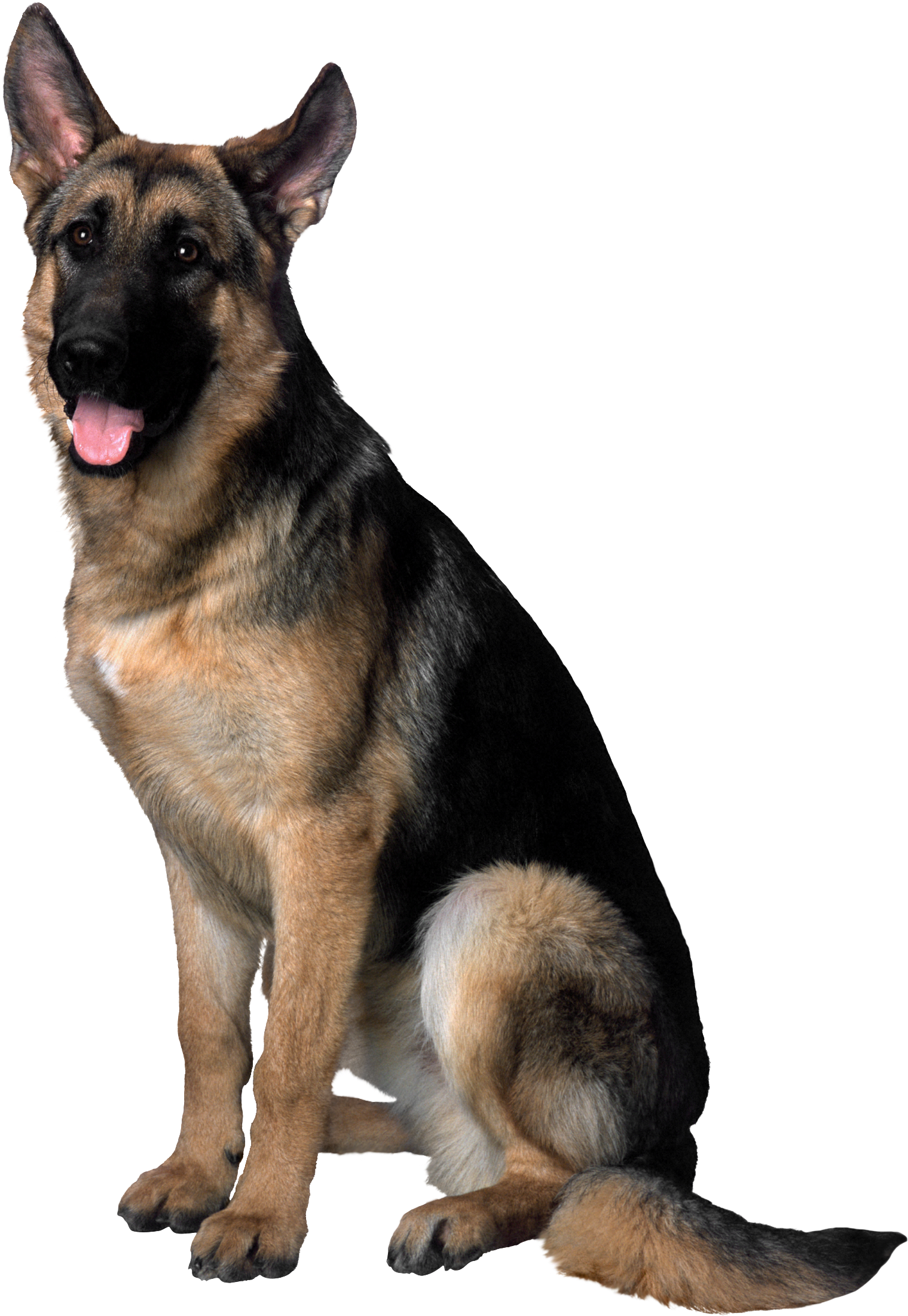 Alert German Shepherd Dog Sitting