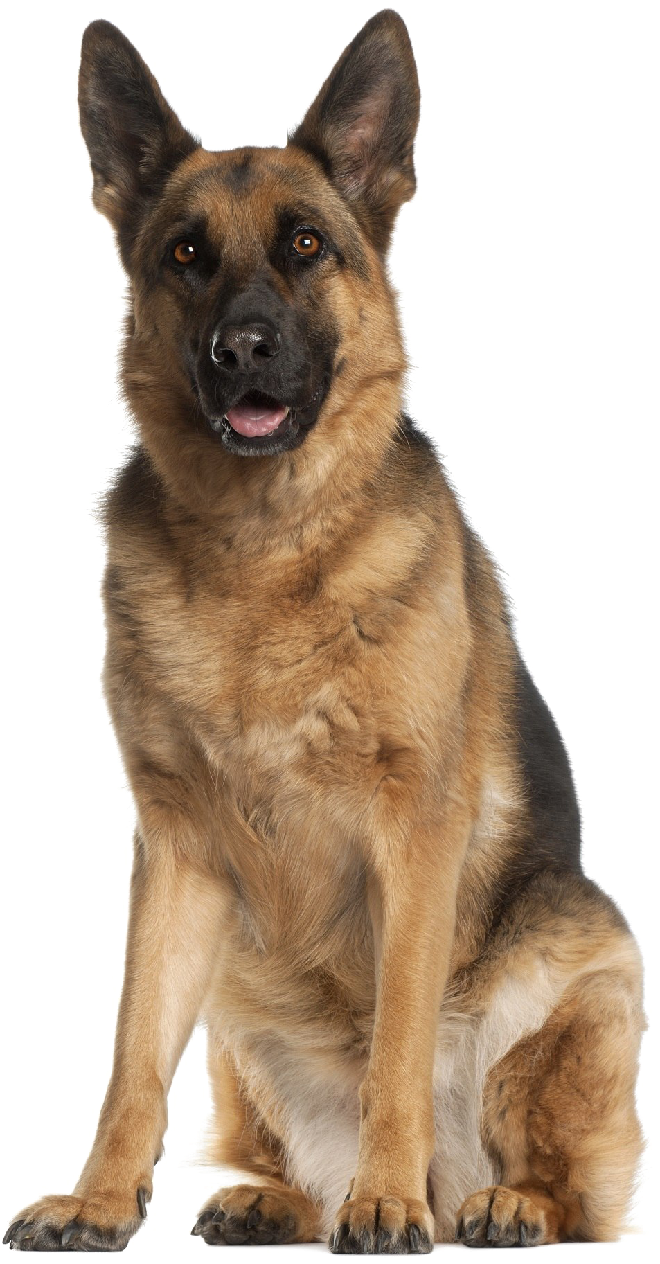 Alert German Shepherd Dog Sitting