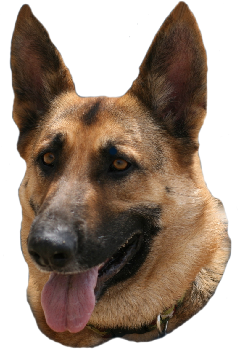 Alert German Shepherd Portrait