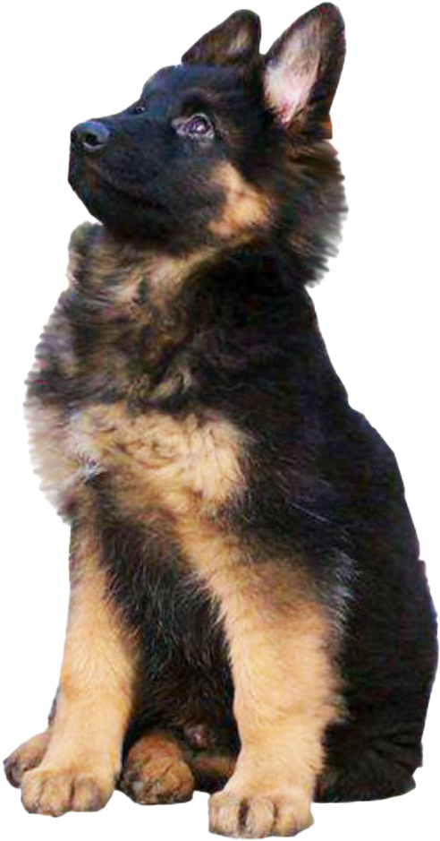 Alert German Shepherd Puppy