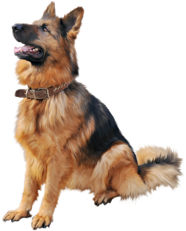 Alert German Shepherd Sitting