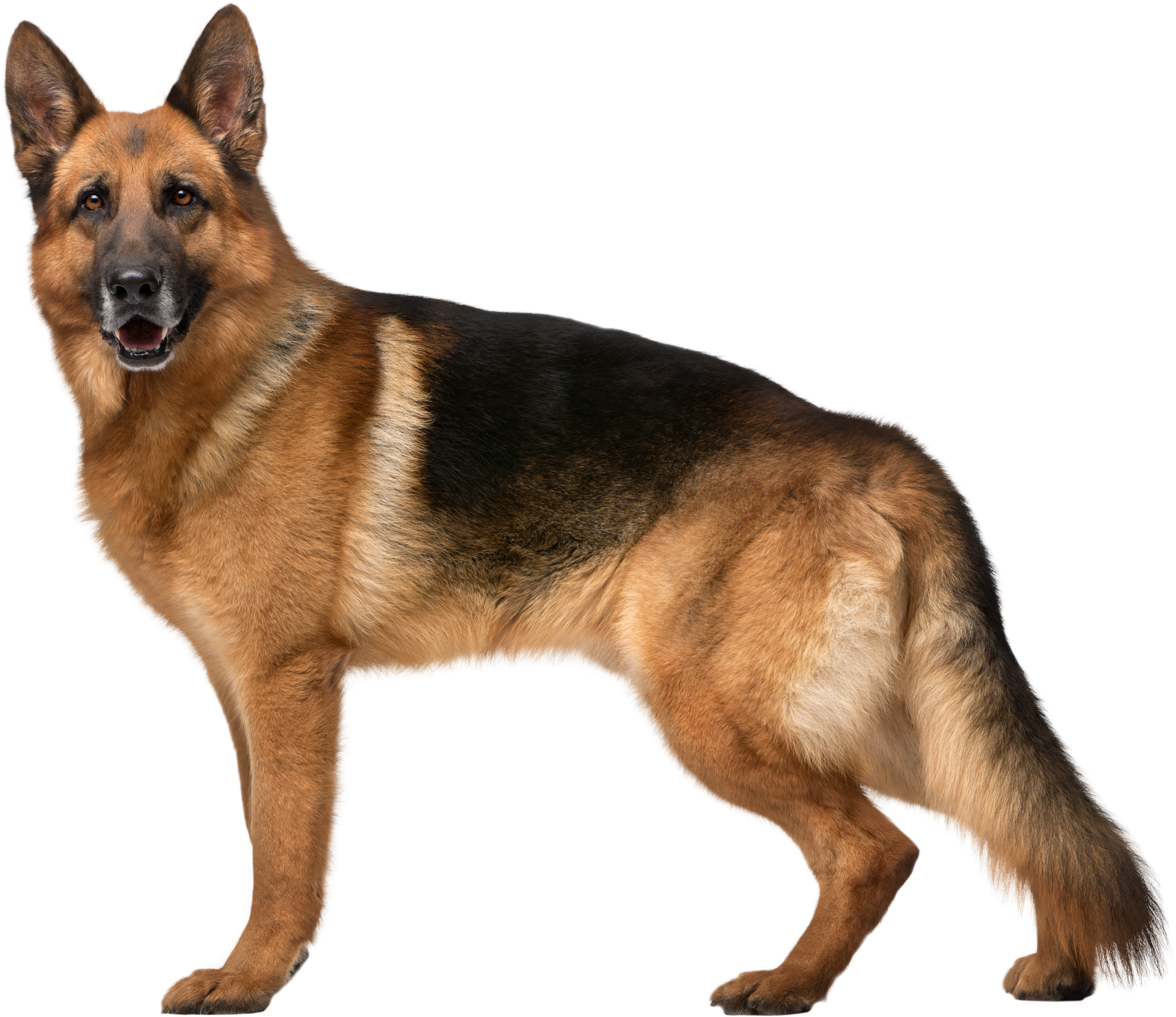 German Shepherd Dog Png Clip Art - Transparent Background German Shepherd Png, Png Download PNG with transparent background