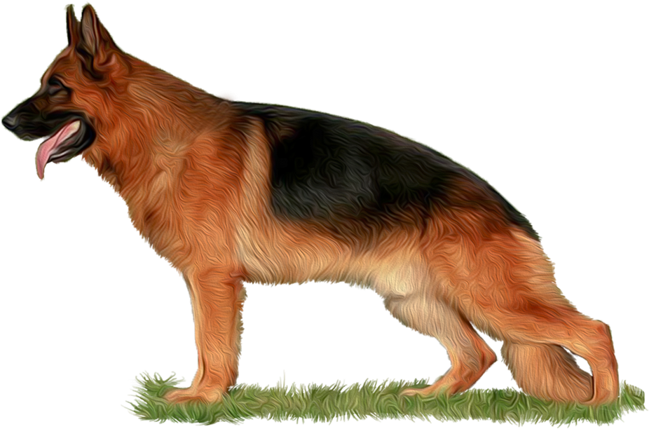 Png Freeuse Library The Home Of Babylonland Kennel - Download Hd Images Of German Shepherd Dog, Transparent Png PNG with transparent background