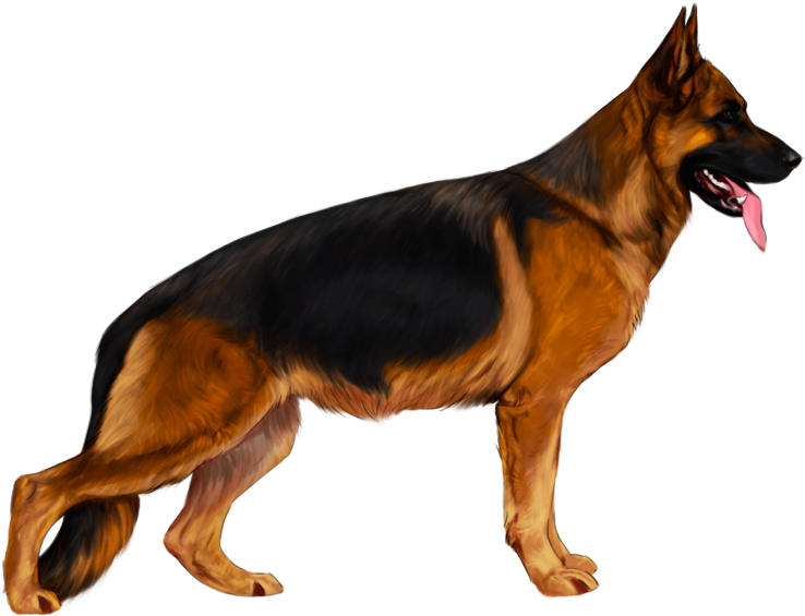 German Shepherd Png - German Shepherd Dog Png, Transparent Png PNG with transparent background