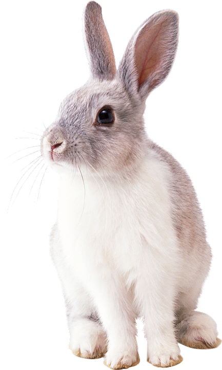 Alert Grey Rabbit.png