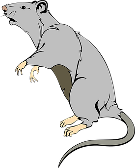 Alert Grey Rat Illustration PNG with transparent background
