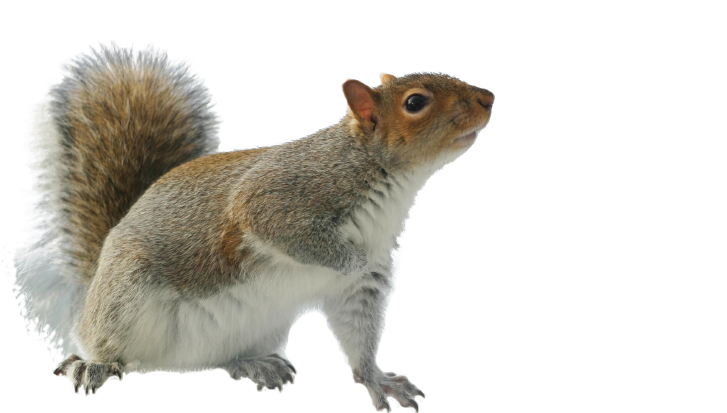 Alert Grey Squirrel Profile PNG with transparent background