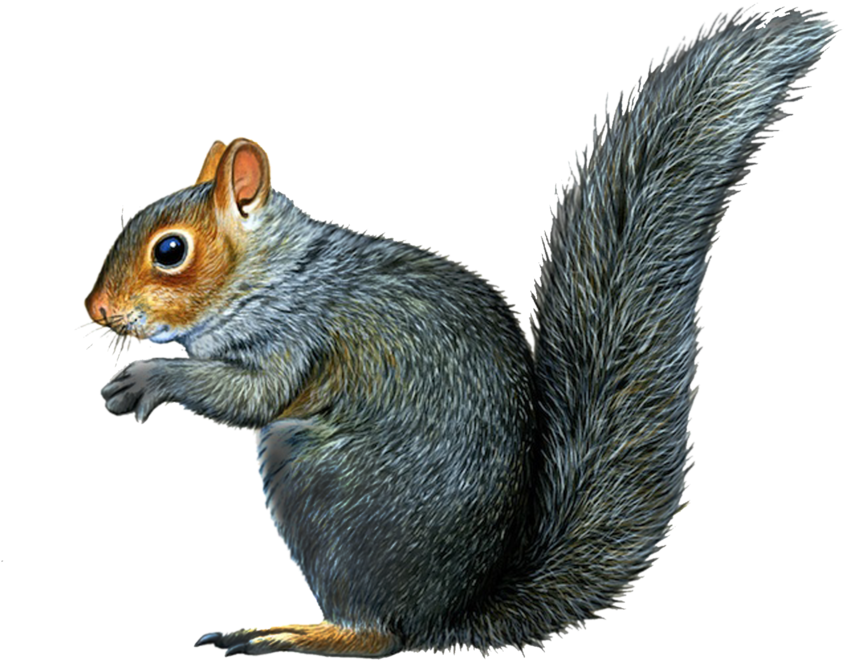 Alert Grey Squirrel PNG with transparent background