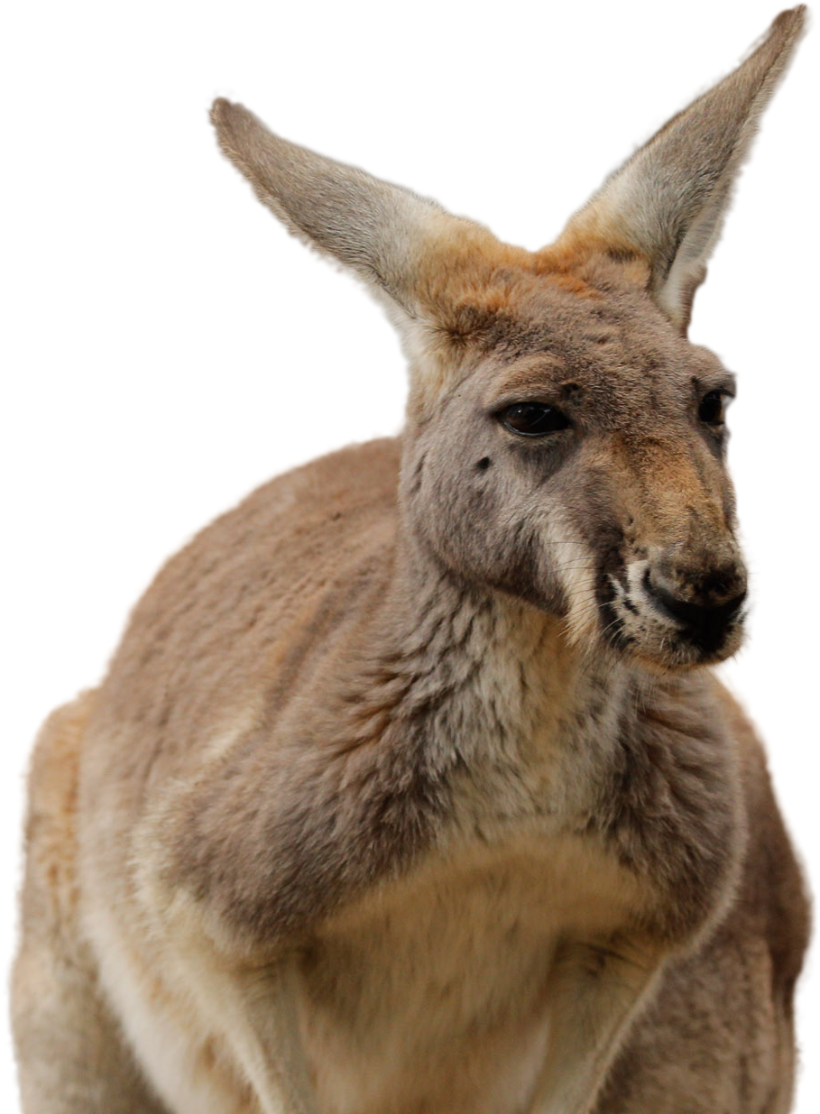 Alert Kangaroo Portrait