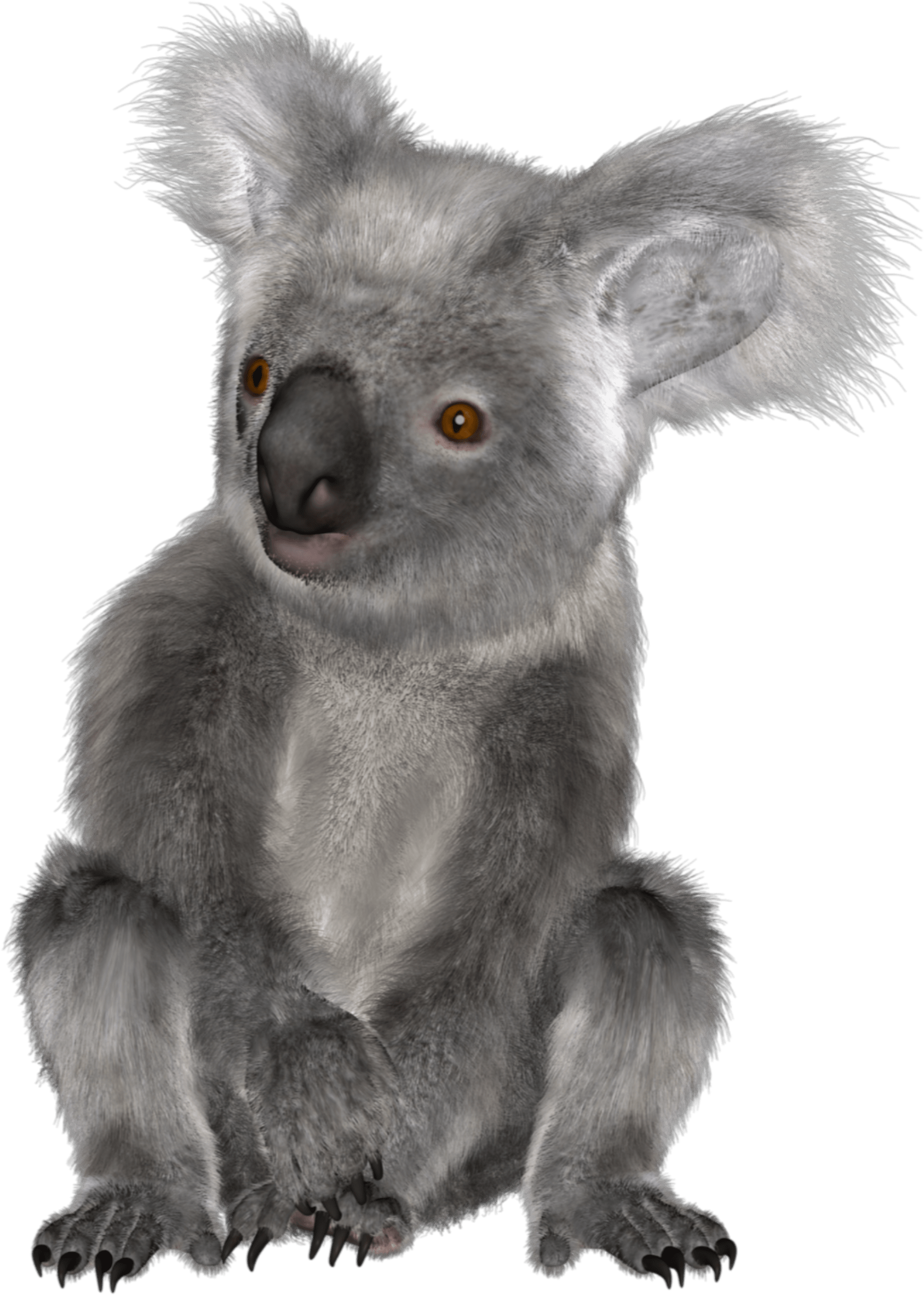 Alert Koala Portrait