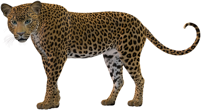 Alert Leopard Standing Transparent Background