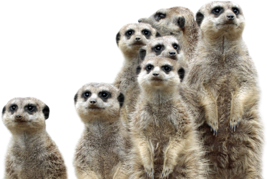 Alert Meerkat Gathering.jpg