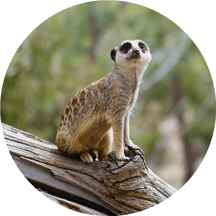 Alert Meerkat On Lookout.jpg