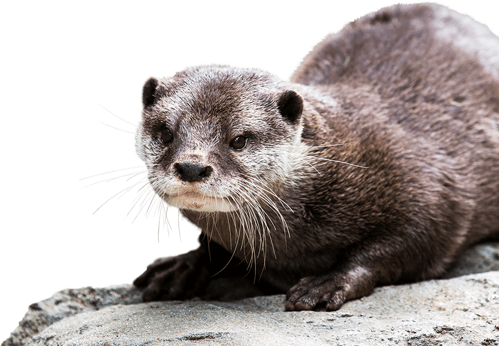Otter Background Png - Otter Png, Transparent Png PNG with transparent background