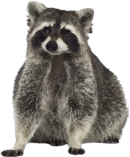 Transparent Raccoon Face Png - Raccoon Clip Art Free, Png Download PNG with transparent background