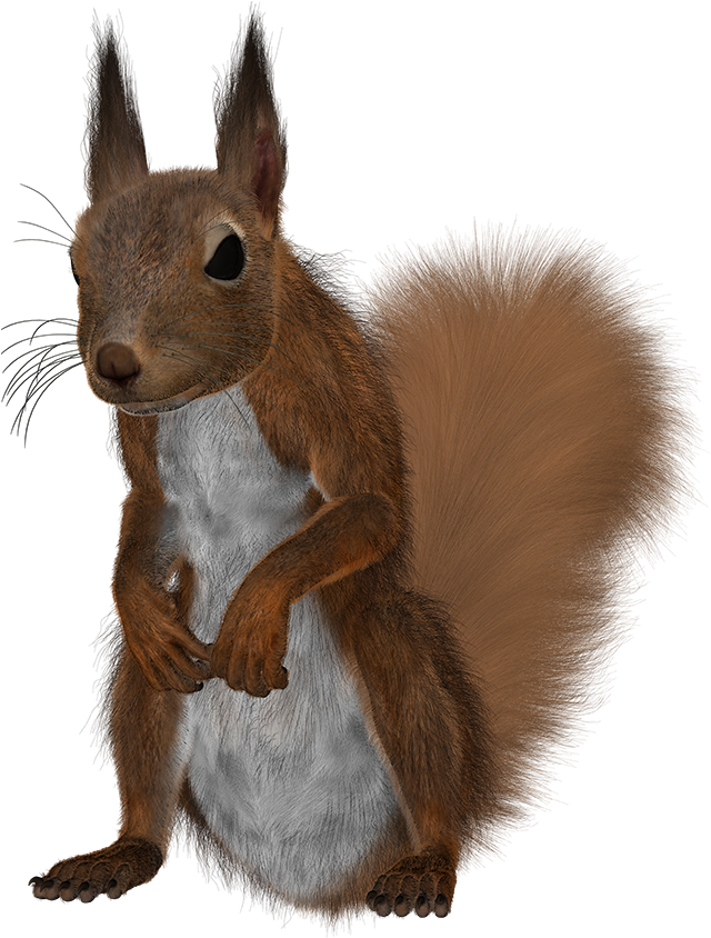 Alert Red Squirrel Standing PNG with transparent background