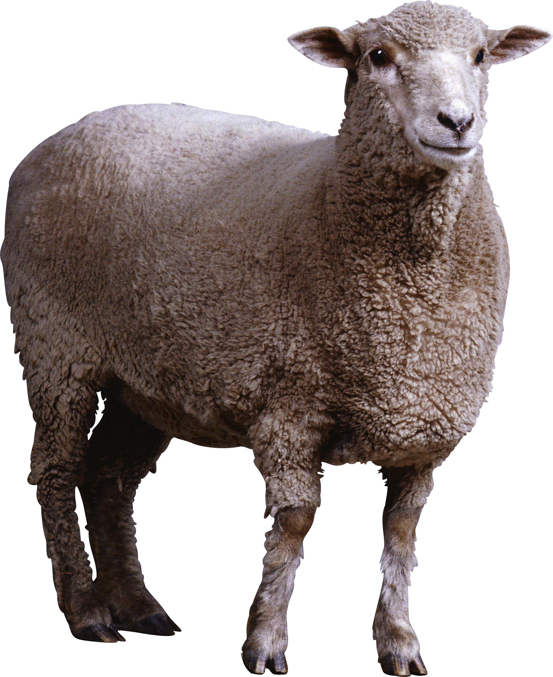 Alert Sheep Standing Transparent Background.png