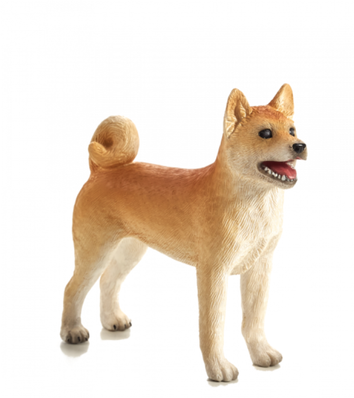 Alert Shiba Inu Standing